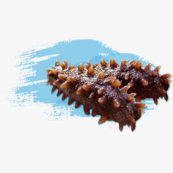 海生美味的海参实物图高清图片