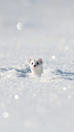 屏保寒冷壁纸白色雪景狐狸手机端H5背景高清图片