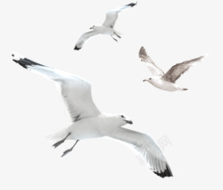 展翅翱翔的白色海鸥素材