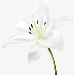 白色花丛百合花朵百合花纹矢量图高清图片