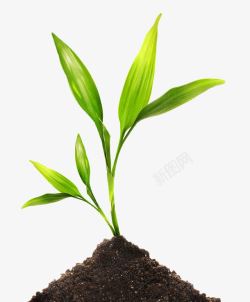 新生植物绿色生长植物高清图片