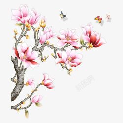花枝素材
