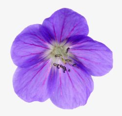 紫色天竺葵花素材