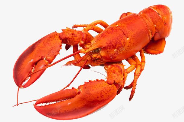 龙虾png免抠素材_新图网 https://ixintu.com 大龙虾 海鲜 红色 美食 肉类 龙虾
