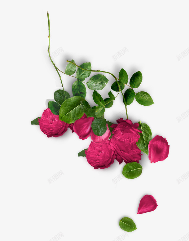 粉红色玫瑰装饰png免抠素材_新图网 https://ixintu.com 叶子 漂浮 玫瑰花 粉色 花朵
