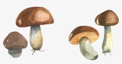 秋季水彩画手绘蘑菇高清图片