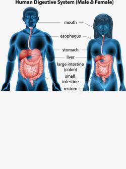 胰脏男女人体消化系统创意高清图片