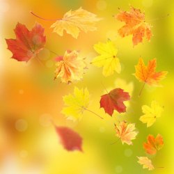 秋季金黄色树叶梦幻秋天背景高清图片