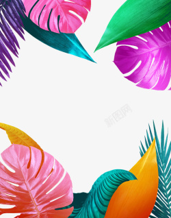 热带花朵边框彩色树叶边框高清图片