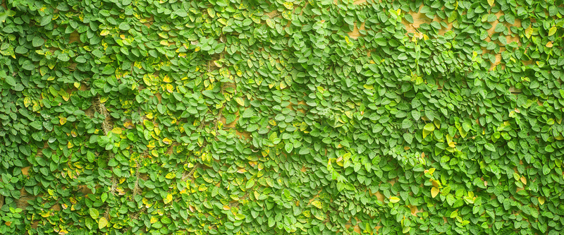 绿色背景jpg设计背景_新图网 https://ixintu.com 墙壁 墙面 树叶 植物 海报banner 纹理 绿叶 绿色 质感