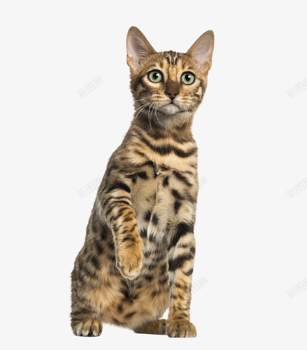 小猫咪可爱的宠物猫png免抠素材_新图网 https://ixintu.com 卖萌小猫 宠物 猫 猫咪 花猫