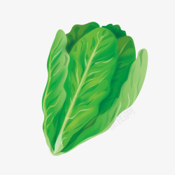 手绘青菜一棵扁平化的芥菜矢量图高清图片