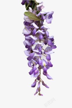 紫色花腾一串紫藤花高清图片