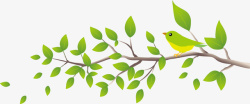 绿色春季美丽树枝小鸟素材