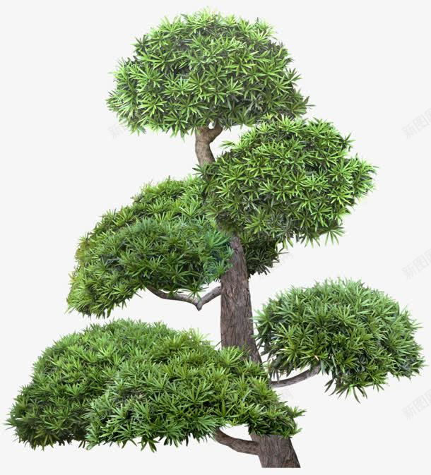 绿色的松树片png免抠素材_新图网 https://ixintu.com 图片 松树 素材 绿色