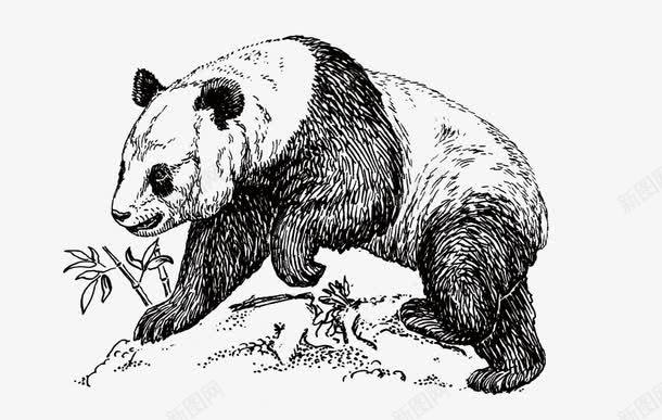 大熊猫png免抠素材_新图网 https://ixintu.com 动物 动物园 可爱的大熊猫 四川 国宝 国宝熊猫 大熊猫作品 成都熊猫基地 熊猫 陆地动物 黑白相间