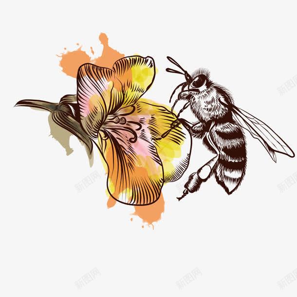 蜜蜂采蜜png免抠素材_新图网 https://ixintu.com 昆虫 春天 花朵 蜂类 蜂蜜