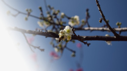春天樱花摄影背景元素之十三素材