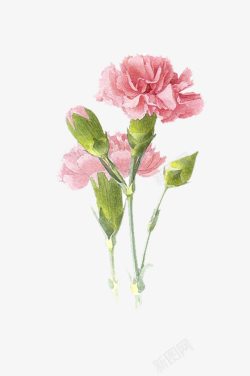 水彩花骨朵手绘水彩淡雅花卉母亲节康乃馨高清图片