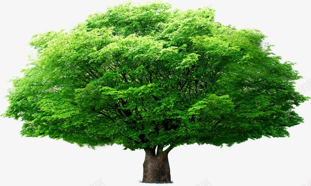 伞形大树png免抠素材_新图网 https://ixintu.com 健康 大树 教育 散形 绿色