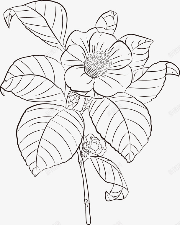 茶花花朵叶子黑白线描图