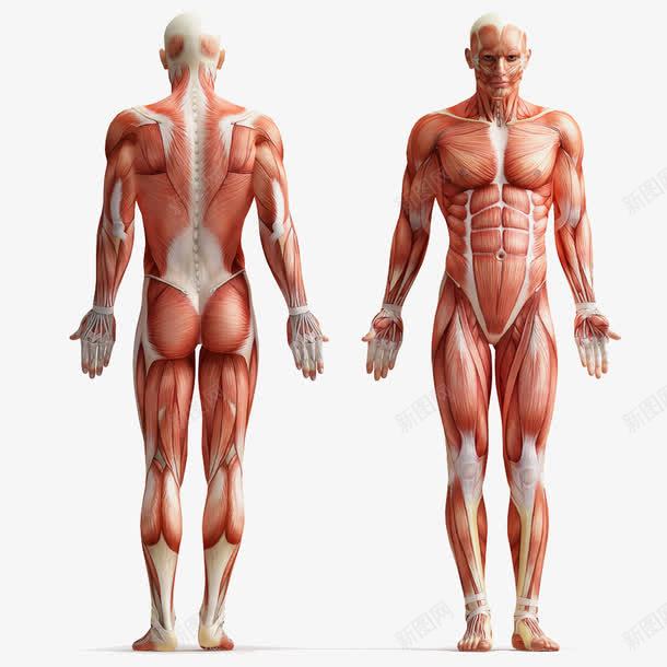 人体结构png免抠素材_新图网 https://ixintu.com 正面 男人 肌肉分布 肌肉结构 背面