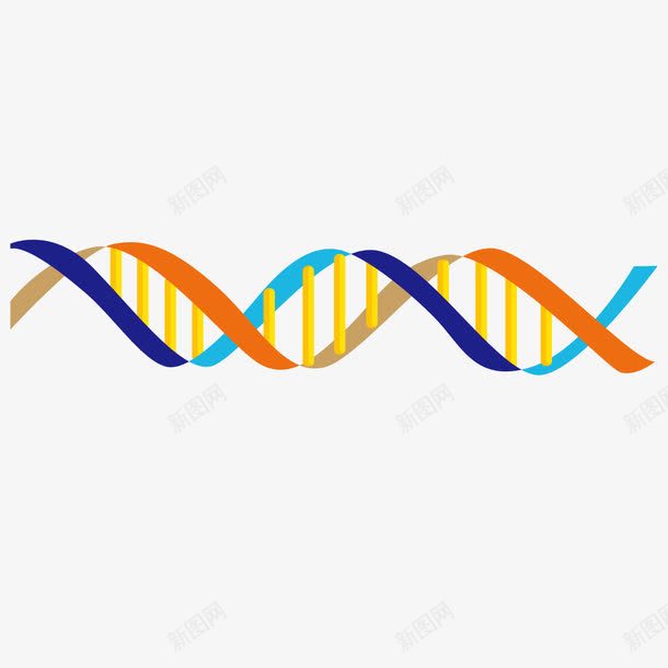 创意人体DNA双螺旋png免抠素材_新图网 https://ixintu.com DNA双螺旋 DNA双螺旋结构图片 dna 人体 双螺旋