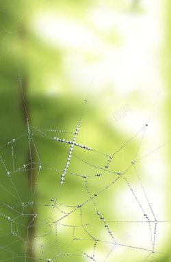蜘蛛网油画图片蜘蛛网油画背景高清图片