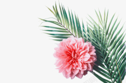 粉色森系森系装饰粉色花朵高清图片