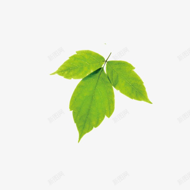 一片绿色的小叶子png免抠素材_新图网 https://ixintu.com 叶子免费 春天 标本 植物 绿色 青色