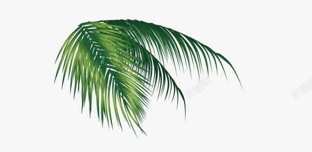 椰子树叶png免抠素材_新图网 https://ixintu.com 植物矢量素材 椰子树 椰子树叶 矢量树木 绿色