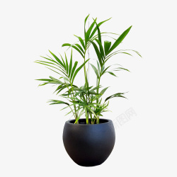热内绿色植物花瓶盆栽高清图片