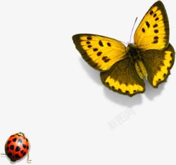 春季黄色蝴蝶昆虫素材