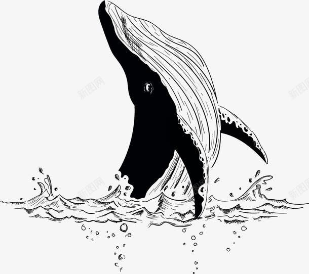 大白鲸的腹部png免抠素材_新图网 https://ixintu.com 哺乳动物 大型动物 大白鲸 海洋动物 素描鲸鱼 腹部 鲸鱼