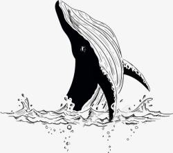 海洋大型大白鲸的腹部高清图片