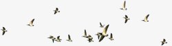 飞翔海鸥装饰设计图案飞翔的小鸟高清图片