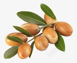 摩洛哥新鲜坚果高清图片