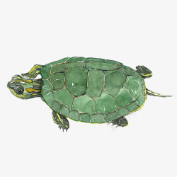 水彩乌龟绿色可爱小乌龟图案高清图片