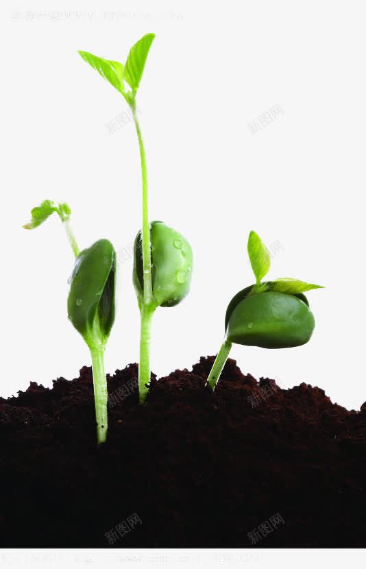 植树节植物发芽图png免抠素材_新图网 https://ixintu.com 公益 发芽 植树节 绿色植物