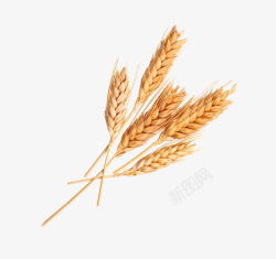 麦子熟了实物金黄色麦穗高清图片