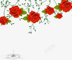 红玫瑰花藤简约彩绘垂吊鲜花高清图片