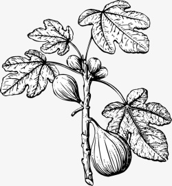 黑白水果苹果黑白素描无花果高清图片