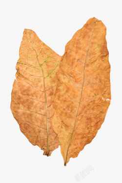 干叶棕色斑驳的裂开的干烟叶实物高清图片