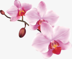 蝴蝶兰花朵手绘美丽粉色蝴蝶兰高清图片