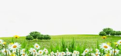 纹理树木白色花朵草地边框纹理高清图片