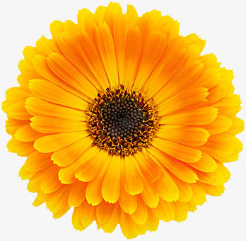 美丽的金盏花手绘图png免抠素材_新图网 https://ixintu.com 开放的 简图 美丽的 花朵 花瓣 装饰 金盏花