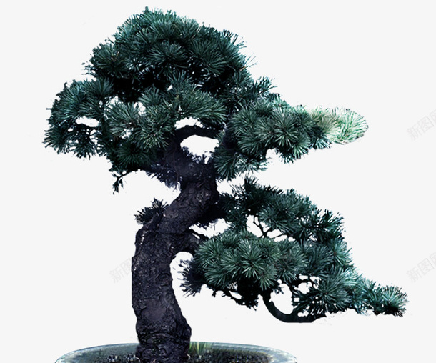 一颗松树png免抠素材_新图网 https://ixintu.com 松子 松果 松树 树 树木 植物 盆景 绿色树 针形叶