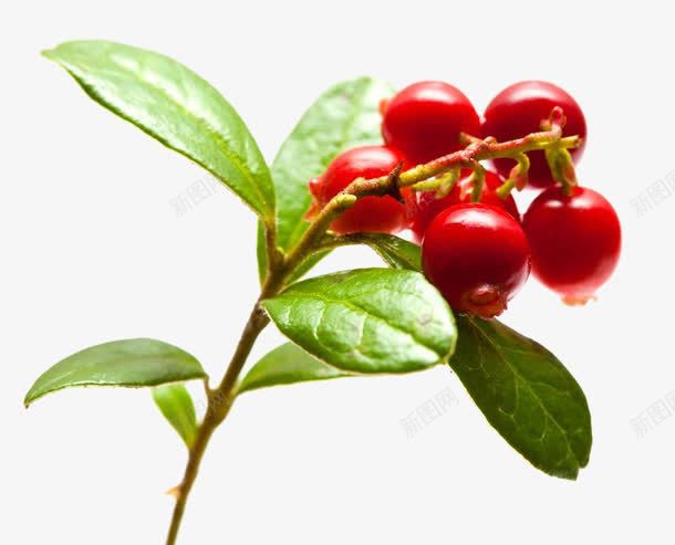 蔓越莓png免抠素材_新图网 https://ixintu.com 新鲜 有机水果 蔓越莓 颗粒