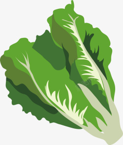 营养可口水彩绿色白菜矢量图高清图片