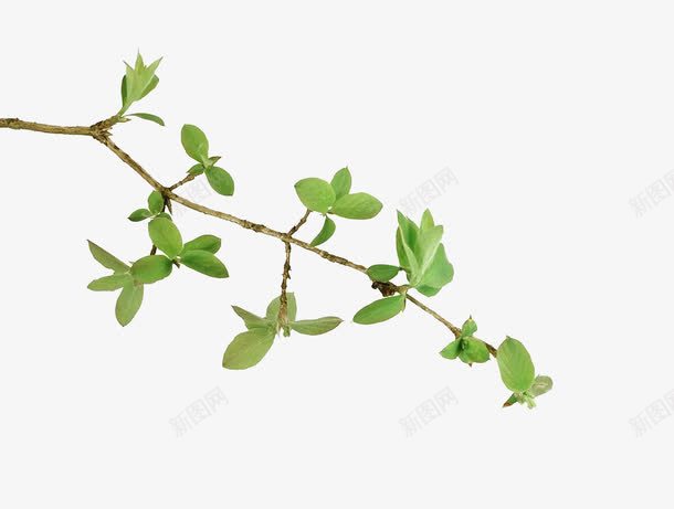 植物的枝条png免抠素材_新图网 https://ixintu.com 新芽 春天 枝条 植物的枝条 翠绿的叶子